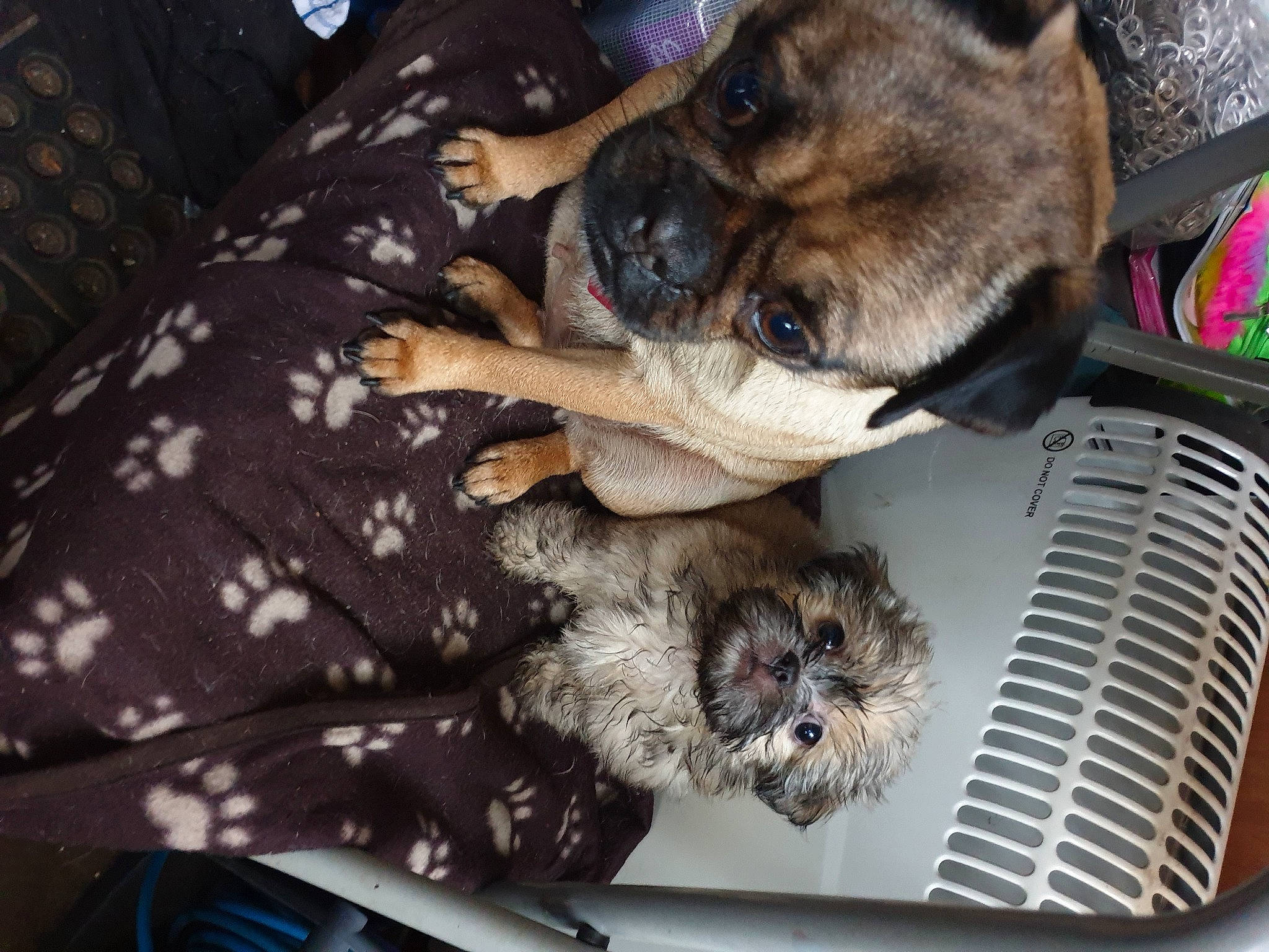 Jaxs is registered to the contest to win money with this photo: border_terrier, cairn_terrier, canidae, carnivore, companion_dog, dog, dog_breed, fawn, mammal, non_sporting_group, perro_de_presa_mallorquin, pug, puppy, snout, vertebrate