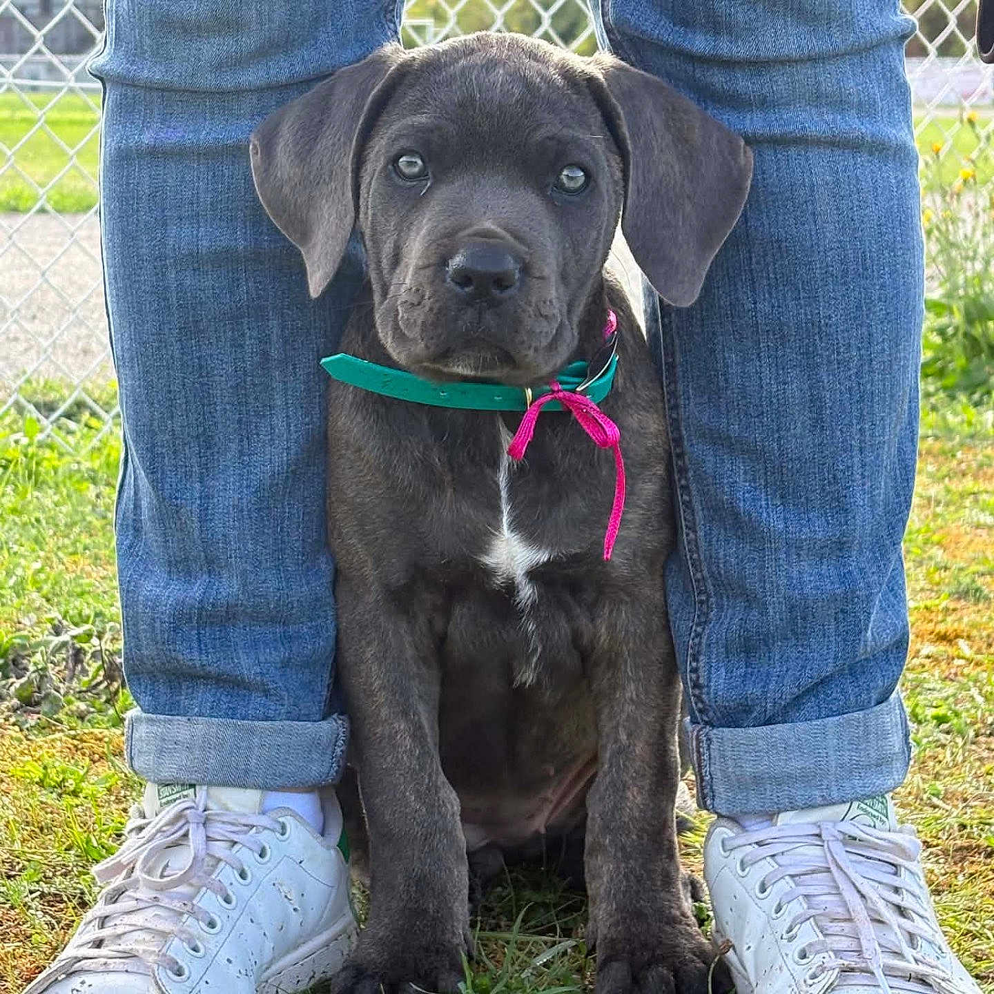Baïka a rejoint le concours — aidez-le/la à gagner de superbes lots ! puppy, dog, portrait, outdoor, grass, fence, chain_link_fence, person, jeans, sneakers, collar, ribbon, black_dog, white_chest, sitting, front_view, animal, pet, yard, daylight