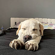 Saya a rejoint le concours — aidez-le/la à gagner de superbes lots ! dog, sleeping, white_dog, paw, bed, blanket, indoor, resting, cozy, pet, animal, relaxation, closeup, snout, fur, napping, cute, calm, domestic_animal, bedroom