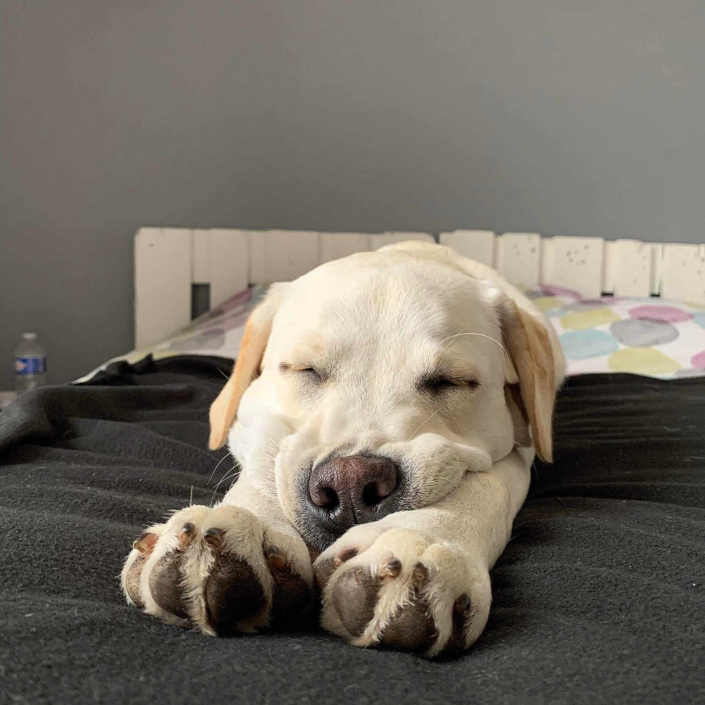 Saya a rejoint le concours — aidez-le/la à gagner de superbes lots ! animal, bed, bedroom, blanket, calm, closeup, cozy, cute, dog, domestic_animal, fur, indoor, napping, paw, pet, relaxation, resting, sleeping, snout, white_dog