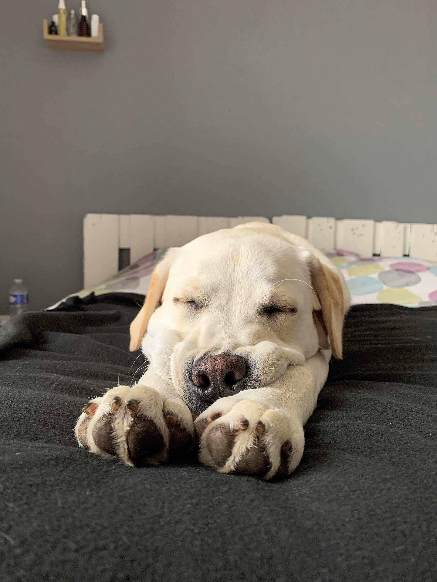 Saya a rejoint le concours — aidez-le/la à gagner de superbes lots ! dog, sleeping, white_dog, paw, bed, blanket, indoor, resting, cozy, pet, animal, relaxation, closeup, snout, fur, napping, cute, calm, domestic_animal, bedroom