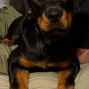 Kratos joined the competition — help win amazing prizes! animal, black, brown, canine, companion, couch, cute, dog, domestic_animal, fur, furniture, home, indoor, looking, pet, portrait, puppy, rottweiler, sitting, young