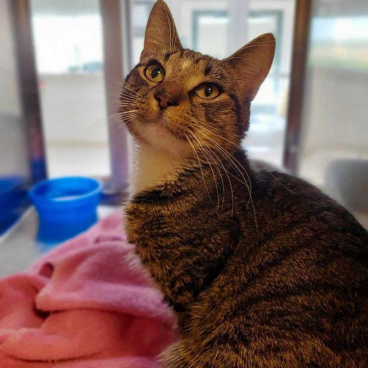 Iphone is registered to the contest to win money with this photo: animal, blanket, blurred_background, cat, cozy, curious, domestic, ears, eyes, face, feline, fur, indoor, looking_up, pet, pink, soft_light, tabby, water_bowl, whiskers