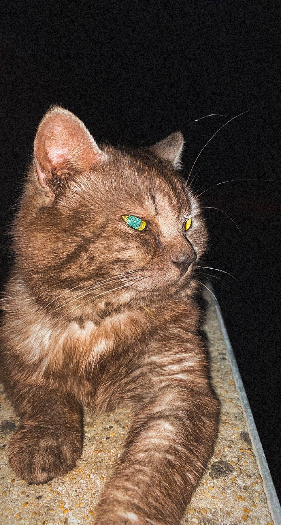 Lecky participe au concours pour gagner de l'argent avec cette photo : art, carnivore, cat, domestic_short_haired_cat, felidae, fur, small_to_medium_sized_cats, snout, tail, terrestrial_animal, whiskers, wildlife