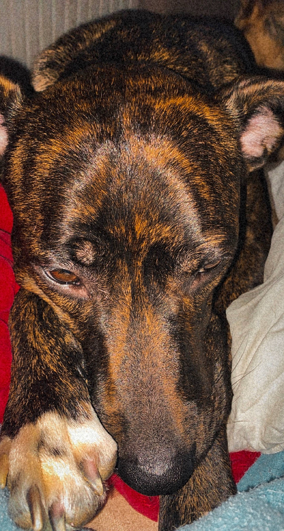 Reena participe au concours pour gagner de l'argent avec cette photo : canidae, carnivore, close_up, companion_dog, dog, dog_breed, fawn, fur, guard_dog, head, herding_dog, sleep, snout, sporting_group, street_dog, terrestrial_animal, whiskers, wildlife, working_animal, working_dog