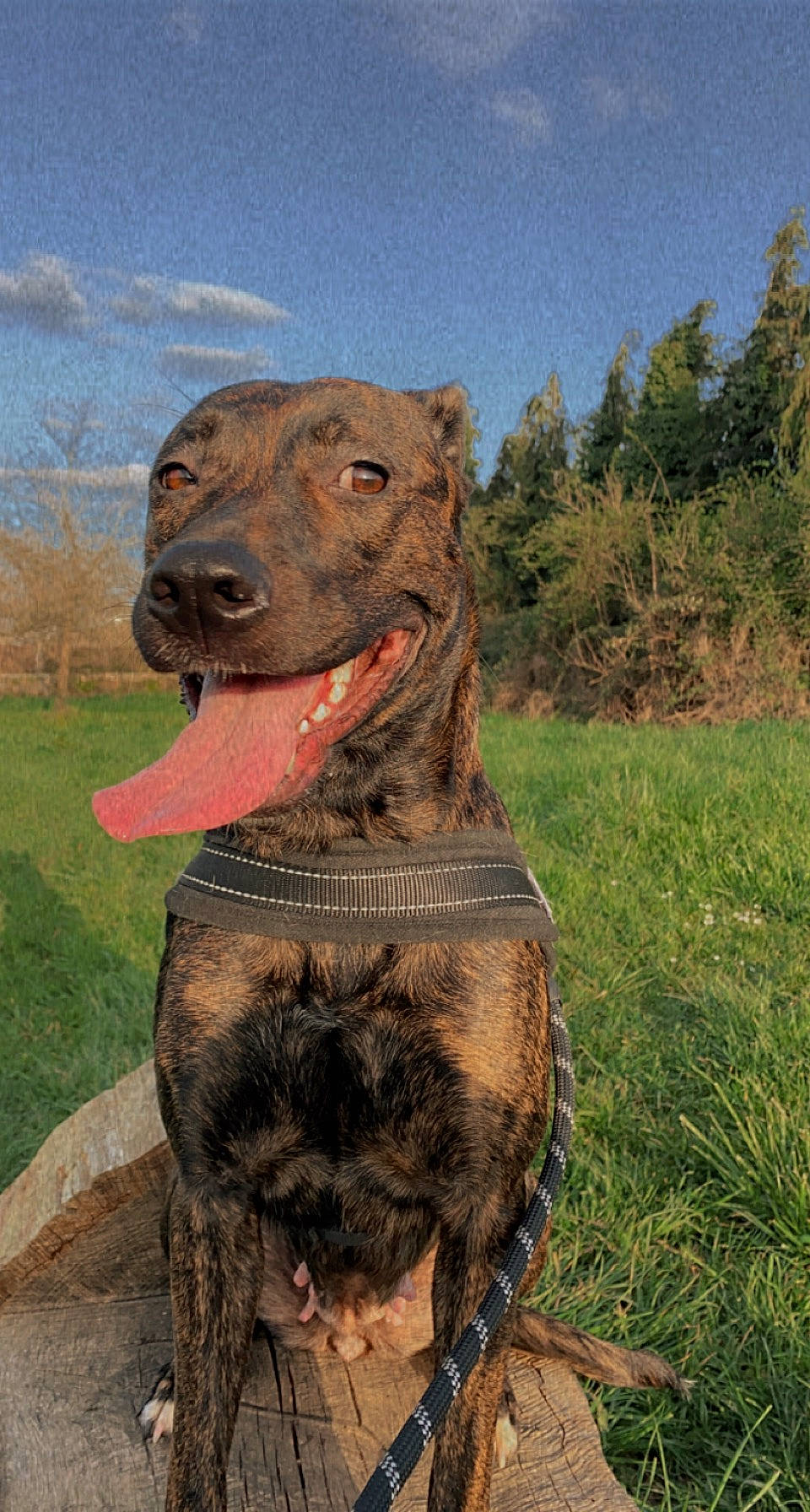 Reena participe au concours pour gagner de l'argent avec cette photo : art, big_cats, carnivore, cloud, dog, dog_breed, fang, fawn, felidae, grass, grassland, landscape, liver, plant, sculpture, sky, snout, sporting_group, terrestrial_animal, working_animal