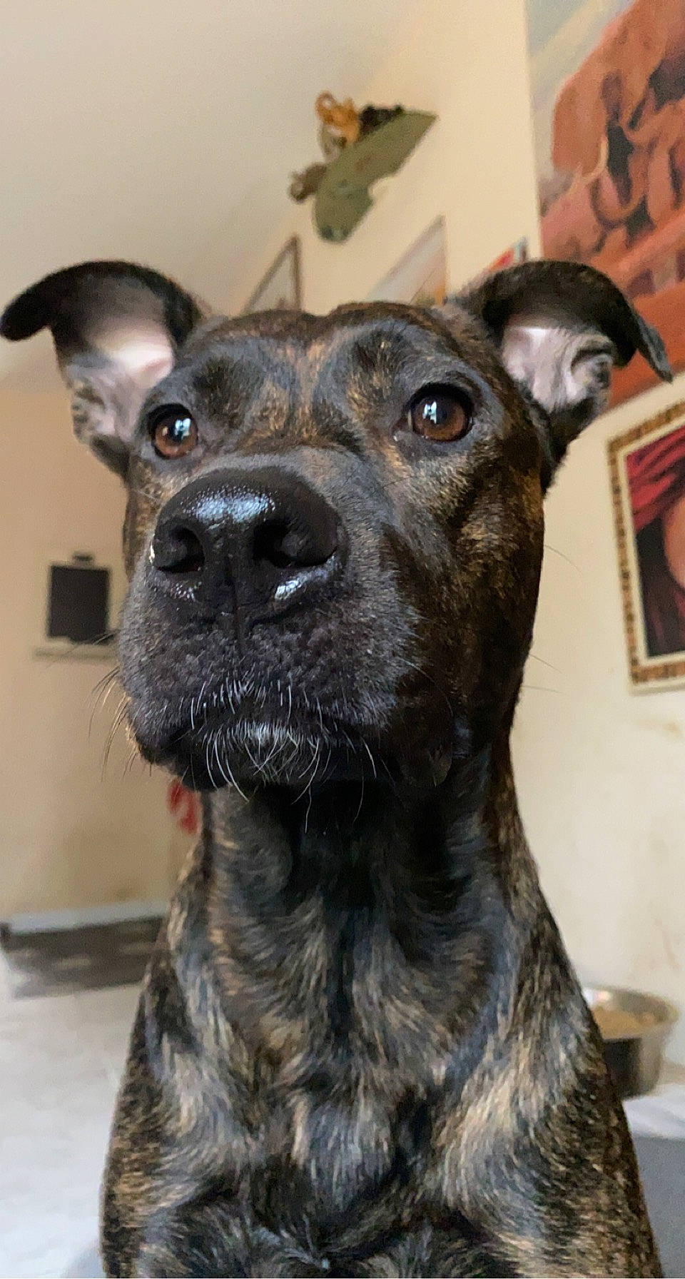 Reena participe au concours pour gagner de l'argent avec cette photo : canidae, carnivore, collar, companion_dog, dog, dog_breed, dog_collar, ear, fawn, fur, guard_dog, non_sporting_group, picture_frame, snout, sporting_group, terrestrial_animal, terrier, whiskers, working_animal, working_dog