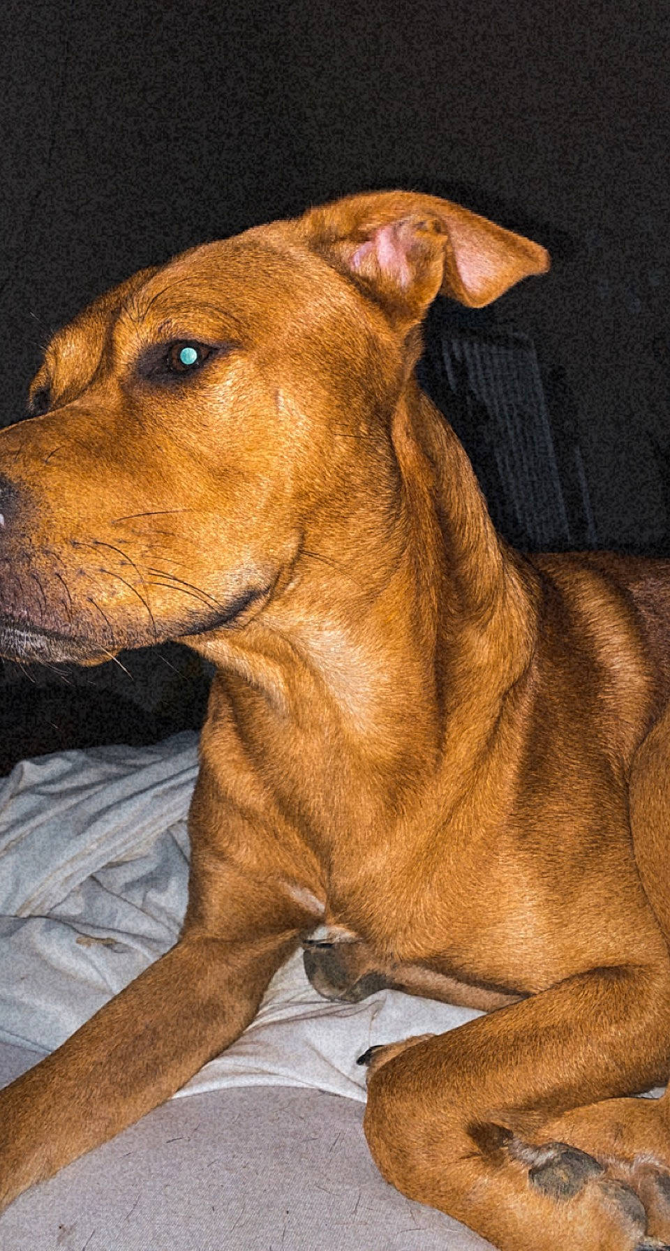 Saïko participe au concours pour gagner de l'argent avec cette photo : brown, canidae, carnivore, collar, companion_dog, dog, dog_breed, dog_collar, dog_supply, ear, fawn, liver, non_sporting_group, pet_supply, snout, sporting_group, terrestrial_animal, whiskers, working_animal, working_dog