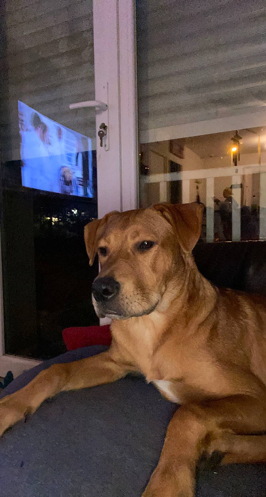 Saïko participe au concours pour gagner de l'argent avec cette photo : canidae, carnivore, companion_dog, dog, dog_breed, fawn, flooring, fur, guard_dog, hardwood, non_sporting_group, snout, sporting_group, tail, television, terrestrial_animal, whiskers, wood, working_animal, working_dog