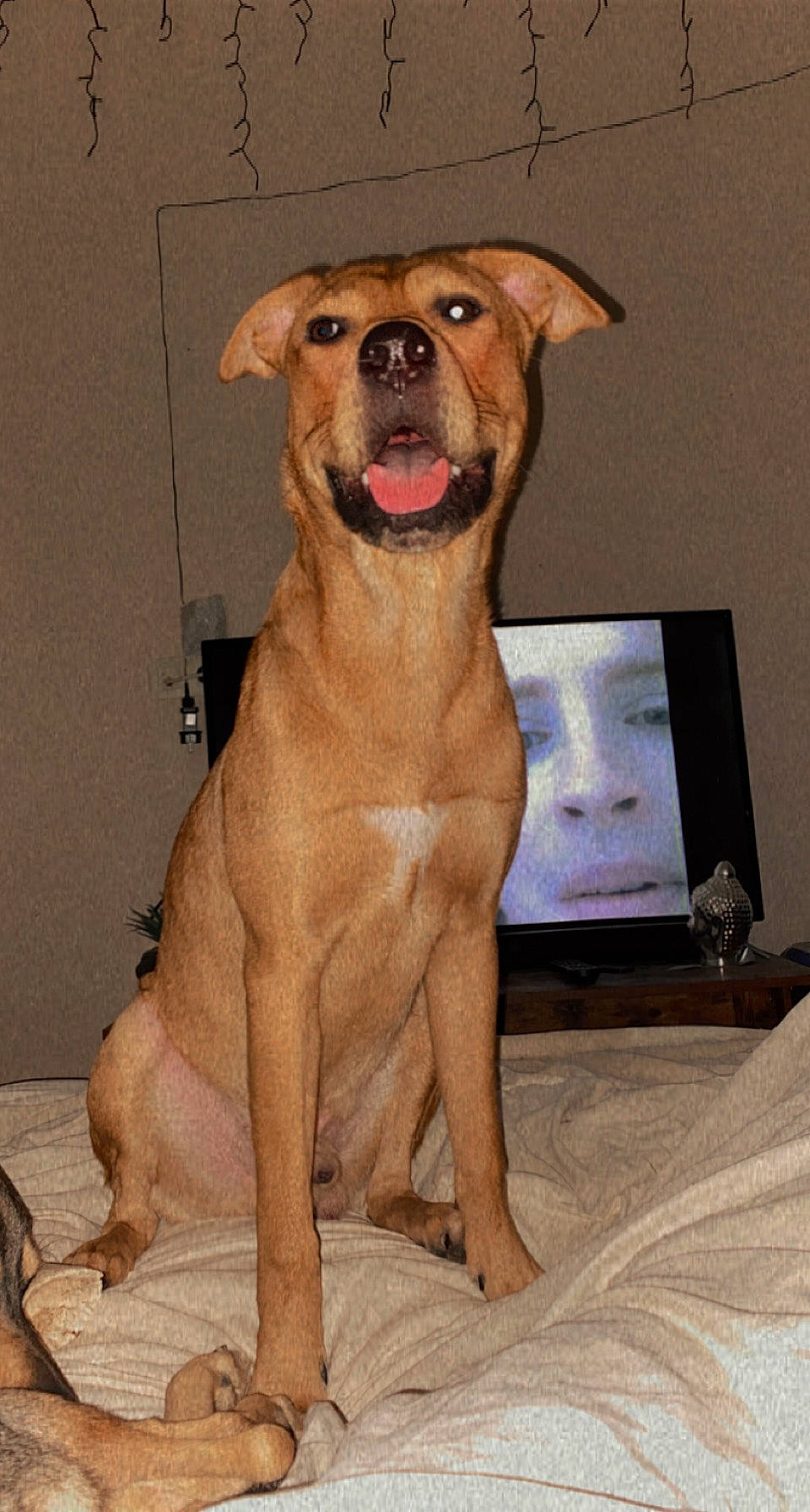 Saïko participe au concours pour gagner de l'argent avec cette photo : ancient_dog_breeds, canidae, carnivore, collar, companion_dog, dog, dog_breed, dog_collar, fawn, guard_dog, liver, paw, picture_frame, rectangle, snout, sporting_group, whiskers, working_animal, working_dog