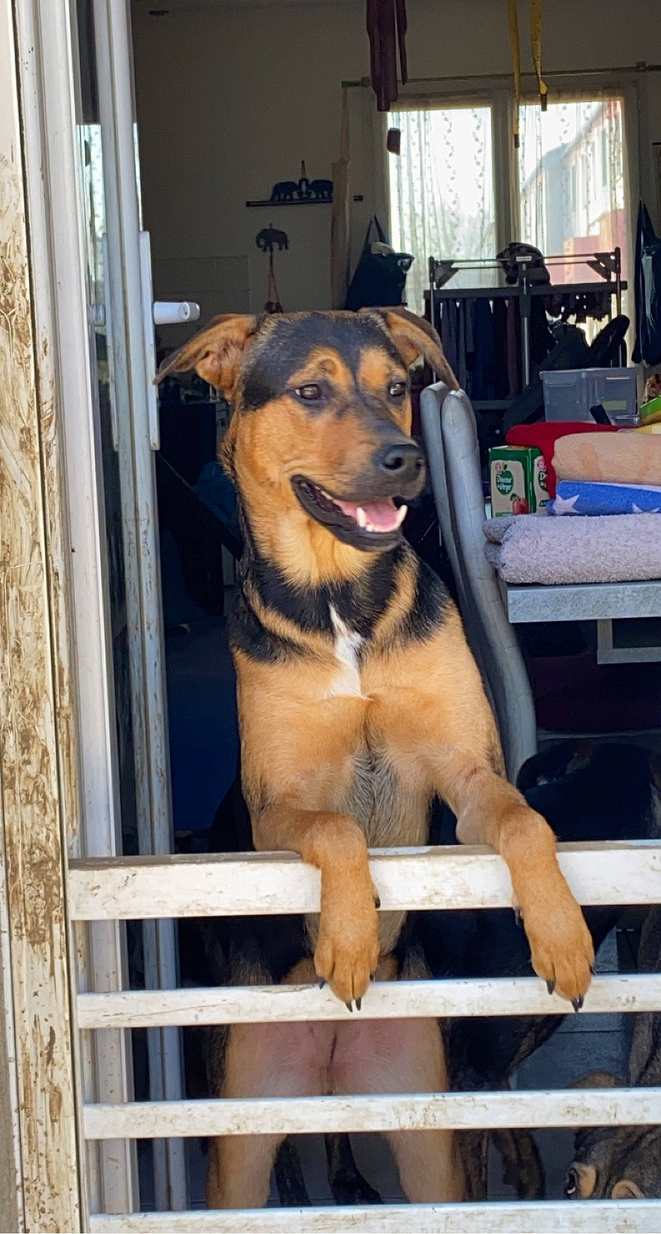 Saya a rejoint le concours — aidez-le/la à gagner de superbes lots ! animal_shelter, canidae, carnivore, companion_dog, dog, dog_breed, dog_supply, door, fawn, fence, fur, guard_dog, pet_supply, snout, sporting_group, wood, working_animal, working_dog