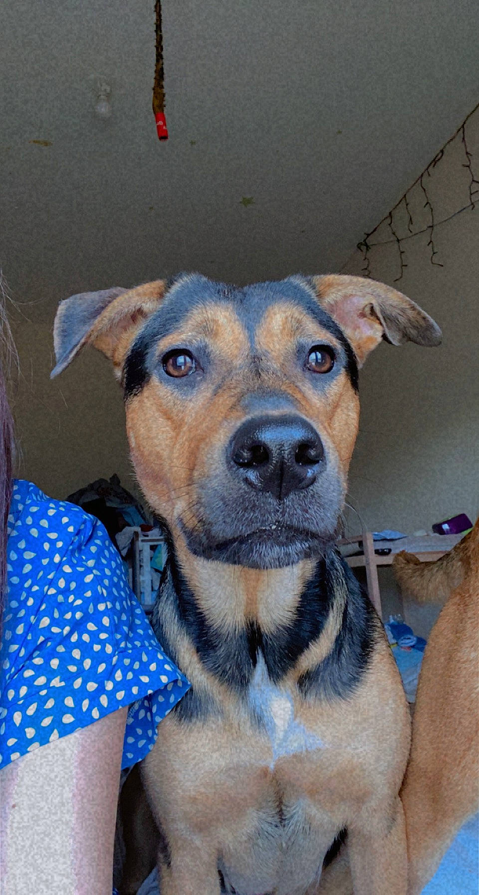 Saya participe au concours pour gagner de l'argent avec cette photo : canidae, carnivore, collar, companion_dog, dog, dog_breed, dog_clothes, dog_supply, electric_blue, fawn, fur, pattern, pet_supply, snout, sporting_group, terrestrial_animal, whiskers, working_animal, working_dog