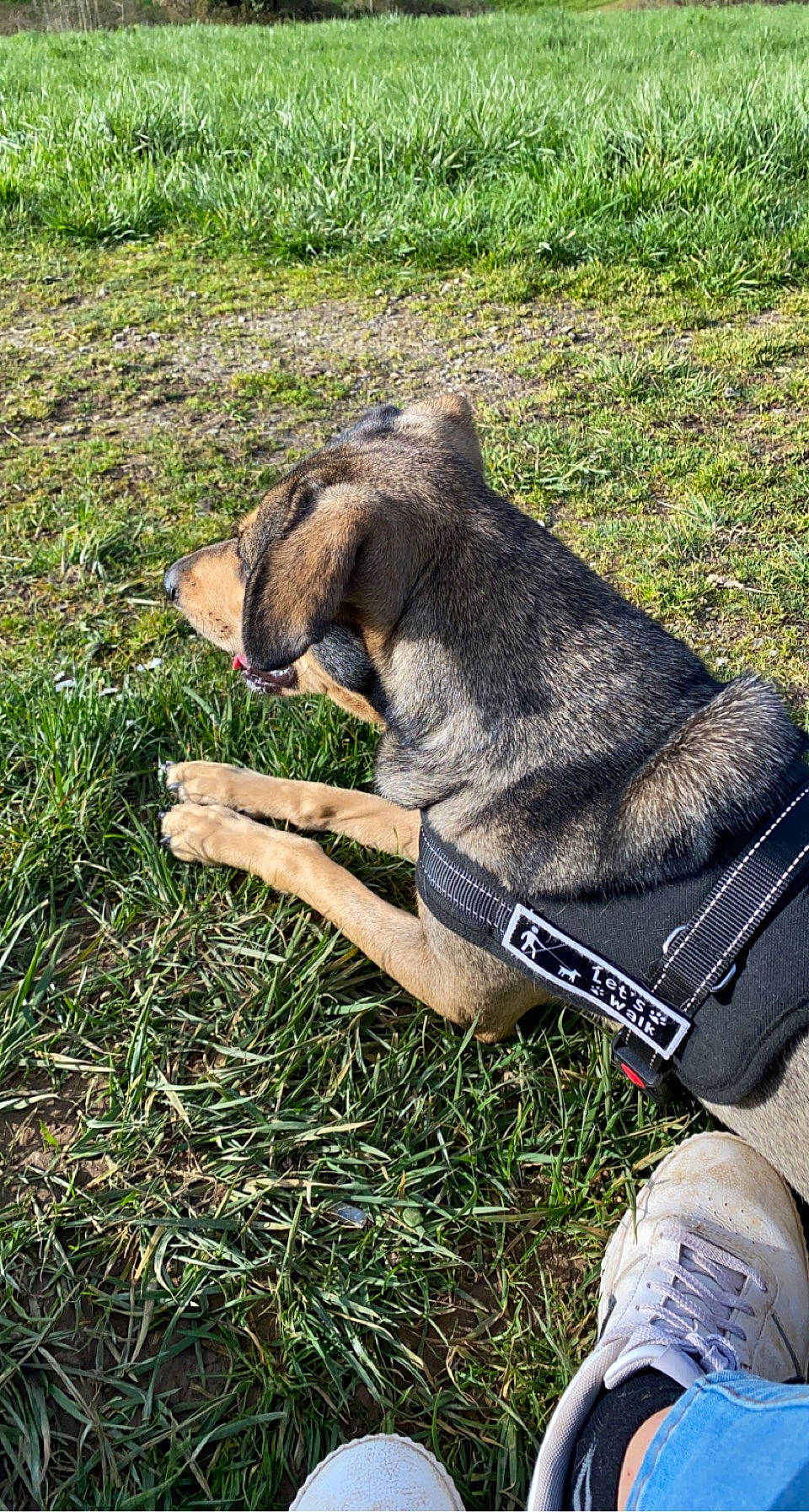 Kayna participe au concours pour gagner de l'argent avec cette photo : carnivore, collar, companion_dog, dog, dog_breed, dog_collar, fur, grass, groundcover, guard_dog, leash, pack_animal, pet_supply, plant, soil, tail, terrestrial_animal, working_animal, working_dog, working_terrier