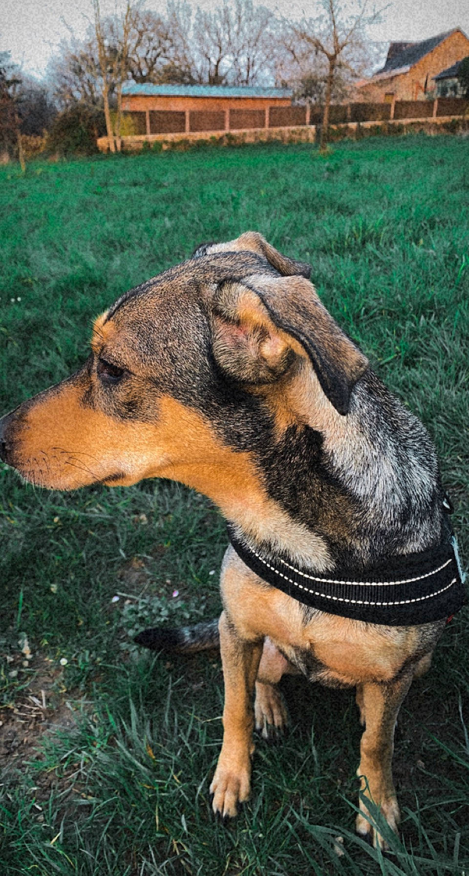 Kayna a rejoint le concours — aidez-le/la à gagner de superbes lots ! art, canidae, carnivore, companion_dog, dog, dog_breed, fur, grass, groundcover, guard_dog, herding_dog, landscape, livestock, plant, soil, sporting_group, terrestrial_animal, whiskers, working_animal, working_dog