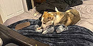 Ruby joined the competition — help win amazing prizes! bed, blanket, can, carpet, clothing, dog, furniture, headboard, indoor, jeans, nightstand, paper_bag, pet, pillow, room, sleeping_area, slipper, table, toy, wall