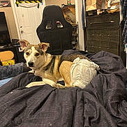 Ruby is registered to the contest to win money with this photo: bed, blanket, boot, box, chair, clothing, curious, diaper, dog, door, dresser, floor, furniture, indoor, leg, person, pet, room, shelf, television