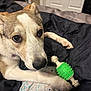 Ruby joined the competition — help win amazing prizes! animal, bedroom, blanket, canine, closeup, comfort, companion, cute, dog, domestic, ears, fur, indoor, looking, paw, pet, playful, resting, snout, toy