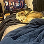 Ruby joined the competition — help win amazing prizes! bed, black, blanket, bottle, brown, chair, cozy, cushion, dog, door, flag, furniture, home, indoor, relaxing, room, sleeping, tan, television, white