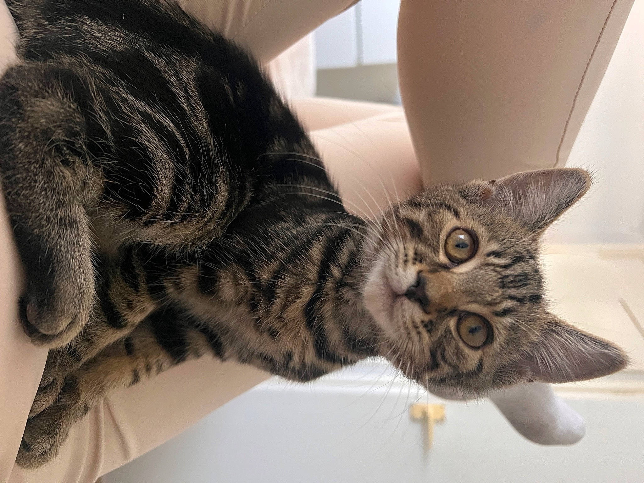 Loki joined the competition — help win amazing prizes! carnivore, cat, claw, comfort, domestic_short_haired_cat, ear, felidae, fur, paw, small_to_medium_sized_cats, snout, tail, terrestrial_animal, whiskers