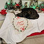 animal, cat, christmas, cozy, decoration, domestic_cat, embroidery, festive, holiday_decor, indoor, lights, miniature_trees, pet, poinsettia, red, relaxing, seasonal, tabby_cat, tablecloth, white