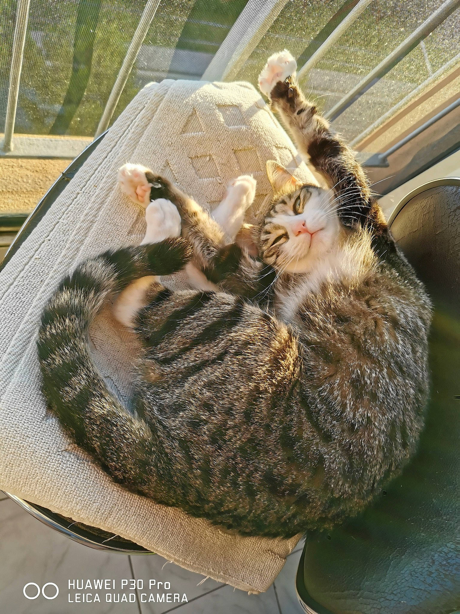 Ice a rejoint le concours — aidez-le/la à gagner de superbes lots ! carnivore, cat, cat_bed, claw, comfort, domestic_short_haired_cat, felidae, fur, paw, small_to_medium_sized_cats, tail, terrestrial_animal, whiskers