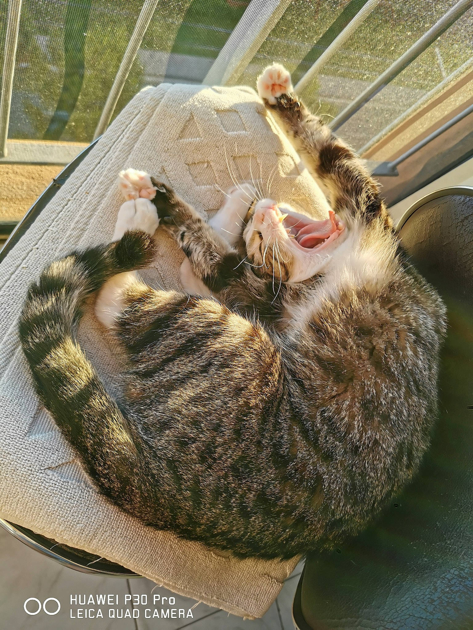 Ice participe au concours pour gagner de l'argent avec cette photo : carnivore, cat, claw, comfort, domestic_short_haired_cat, fawn, felidae, foot, fur, nap, pattern, paw, sleep, small_to_medium_sized_cats, snout, tail, tree, whiskers, wood