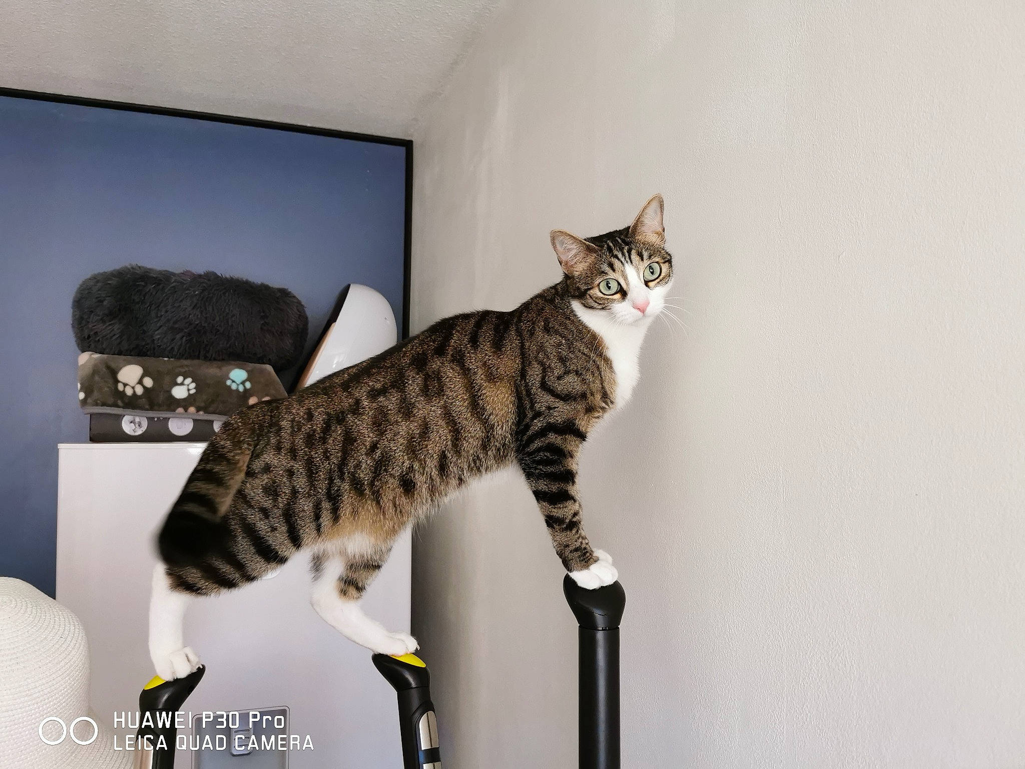 Ice participe au concours pour gagner de l'argent avec cette photo : art, carnivore, cat, cat_supply, domestic_short_haired_cat, felidae, fur, hat, paw, rectangle, room, shelf, small_to_medium_sized_cats, tail, whiskers, wildlife