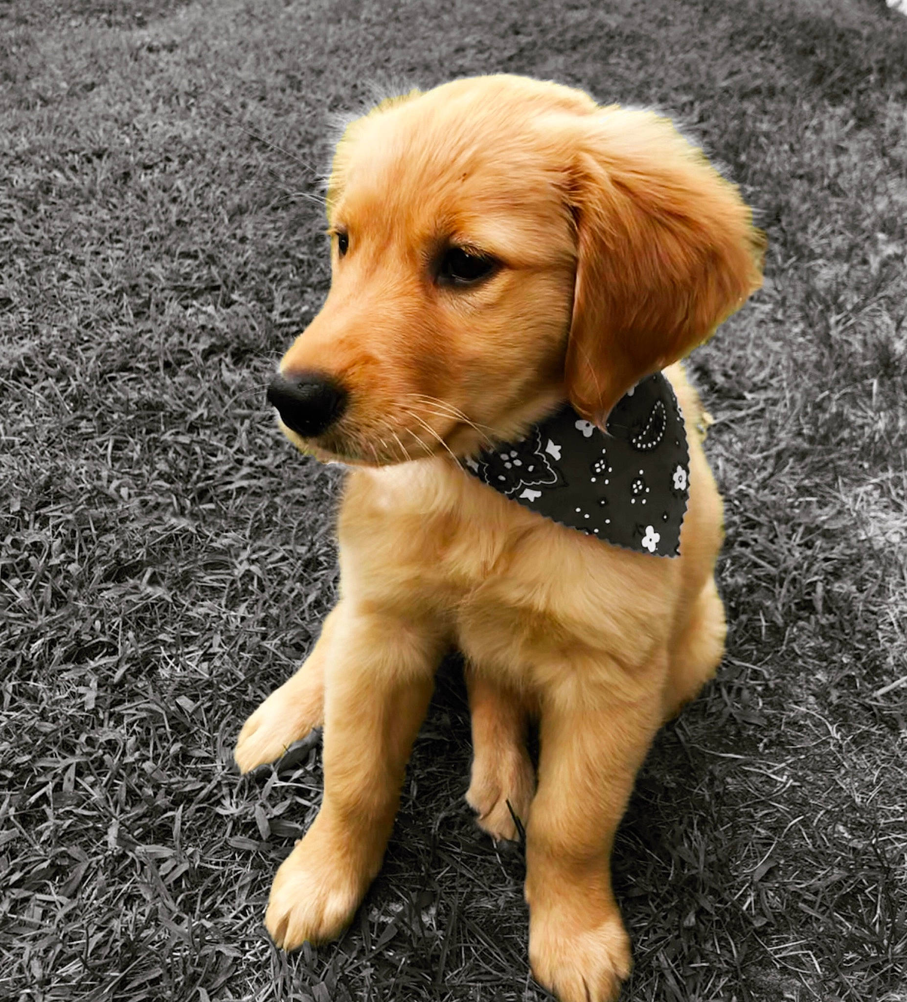 Meadow joined the competition — help win amazing prizes! adventure, canidae, carnivore, companion_dog, dog, dog_breed, fawn, fur, grass, gun_dog, labrador_retriever, plant, retriever, snout, soil, sporting_group, tail, whiskers, wood, working_animal