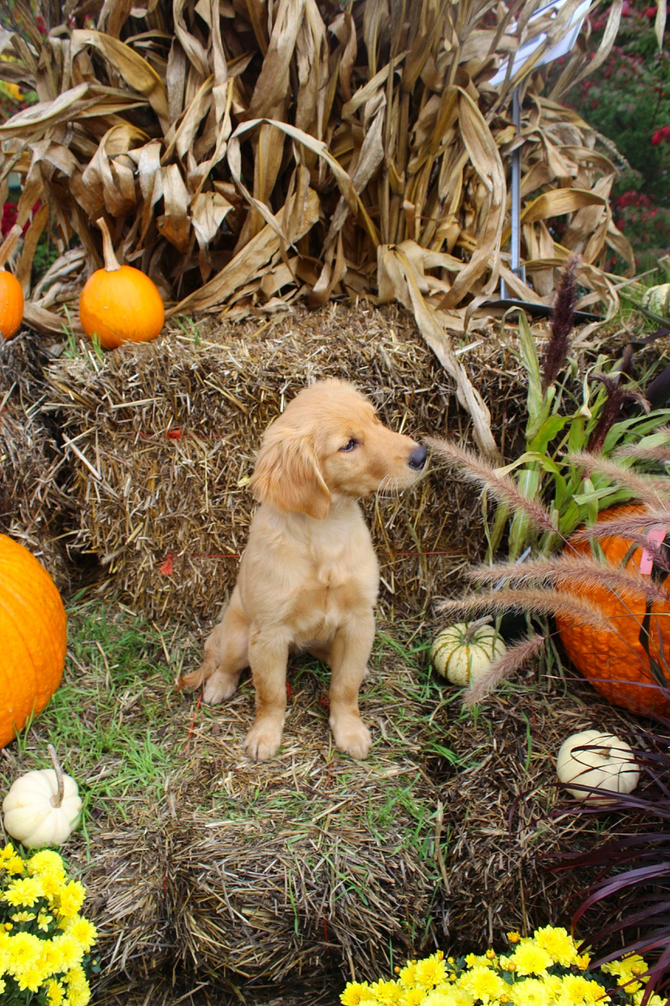 Meadow is registered to the contest to win money with this photo: botany, calabaza, carnivore, companion_dog, cucurbita, dog, dog_breed, fawn, fruit, gourd, grass, natural_foods, plant, pumpkin, soil, squash, tail, vegetable, winter_squash, wood