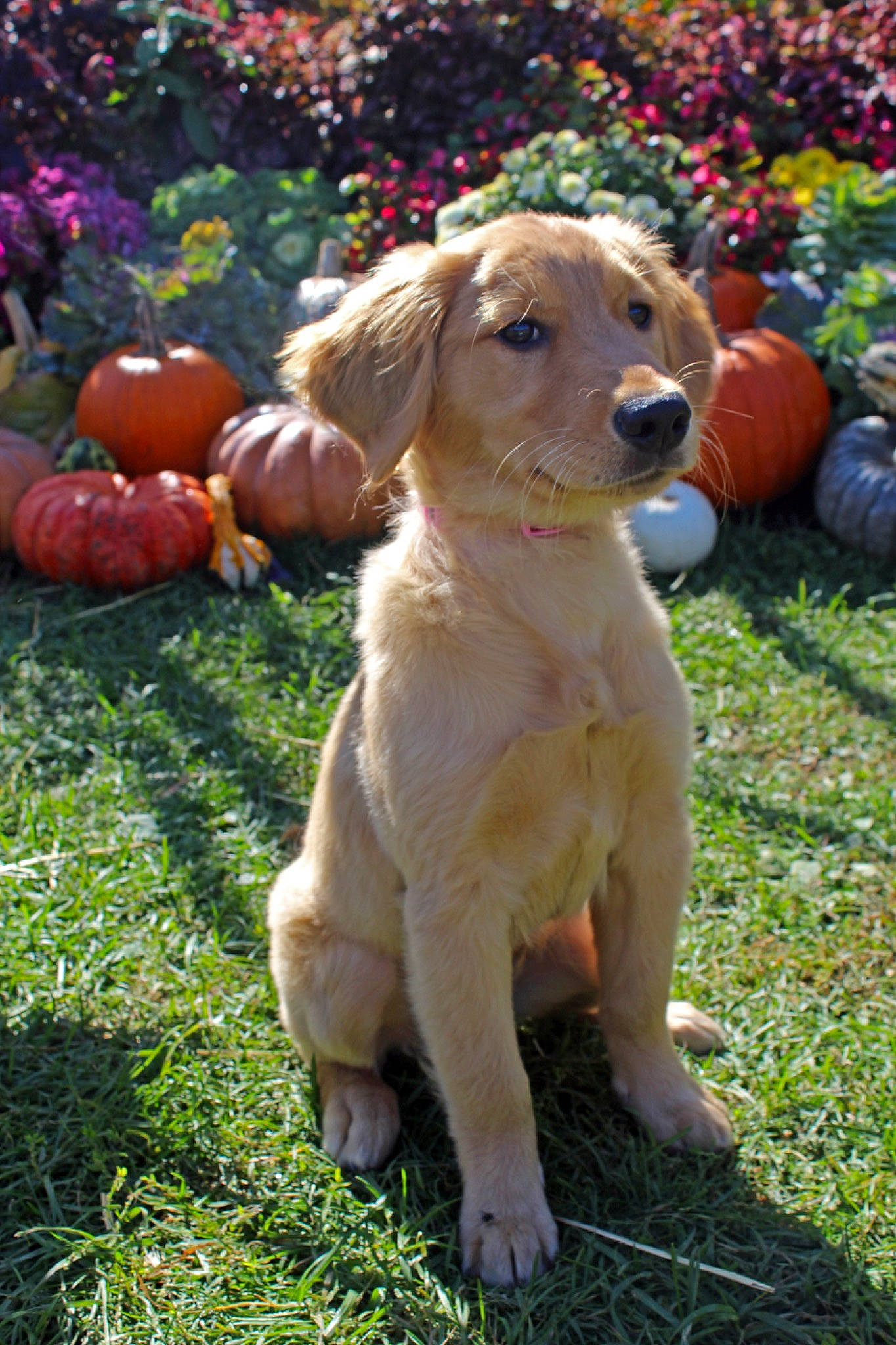 Meadow joined the competition — help win amazing prizes! ball, calabaza, canidae, carnivore, companion_dog, dog, dog_breed, fawn, gourd, grass, gun_dog, lawn, natural_foods, plant, pumpkin, retriever, snout, sporting_group, tail, working_animal