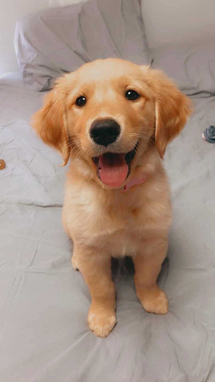 Meadow joined the competition — help win amazing prizes! ancient_dog_breeds, canidae, carnivore, circle, companion_dog, dog, dog_breed, dog_toy, fawn, fur, linens, paw, peach, retriever, snout, sporting_group, terrestrial_animal, whiskers, working_animal