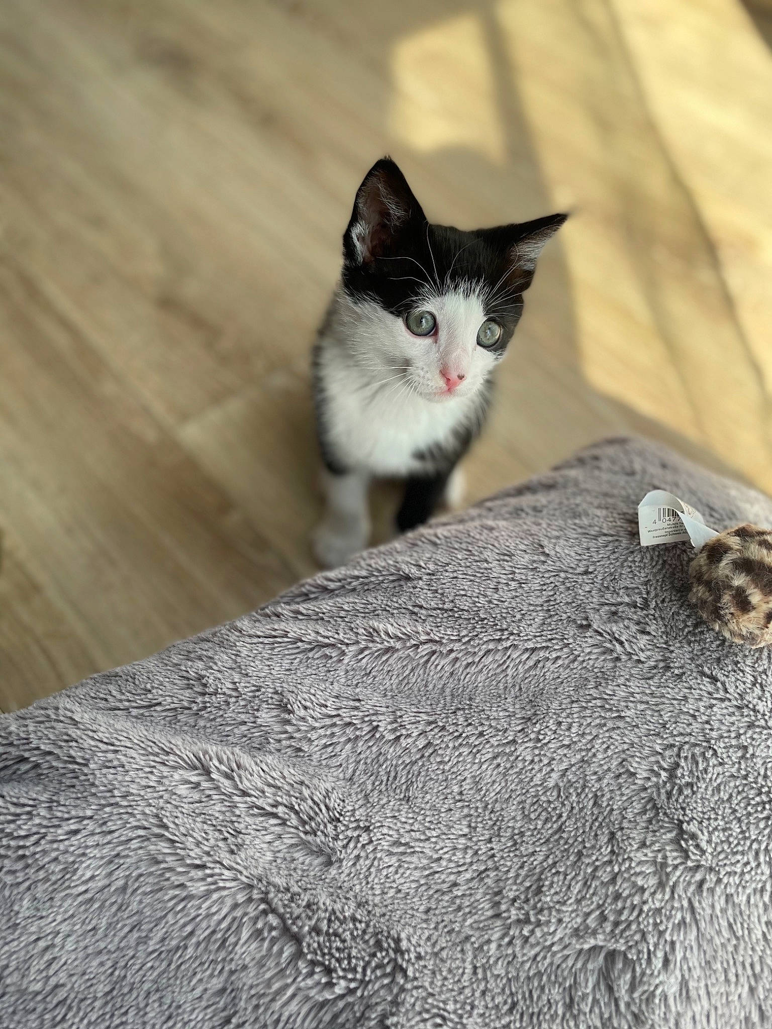 Vito participe au concours pour gagner de l'argent avec cette photo : carnivore, cat, close_up, comfort, domestic_short_haired_cat, felidae, fur, grey, hardwood, linens, monochrome, monochrome_photography, paw, sitting, small_to_medium_sized_cats, snout, tail, tree, whiskers, wood