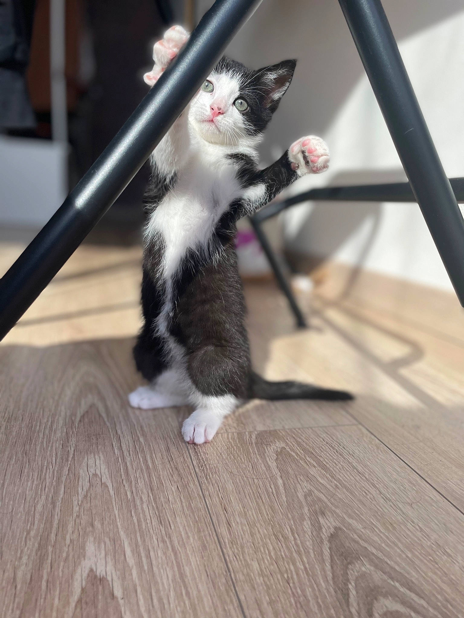 Vito participe au concours pour gagner de l'argent avec cette photo : carnivore, cat, domestic_short_haired_cat, felidae, floor, flooring, fur, hardwood, human_leg, laminate_flooring, metal, paw, plank, small_to_medium_sized_cats, snout, tail, whiskers, wood, wood_flooring, wood_stain