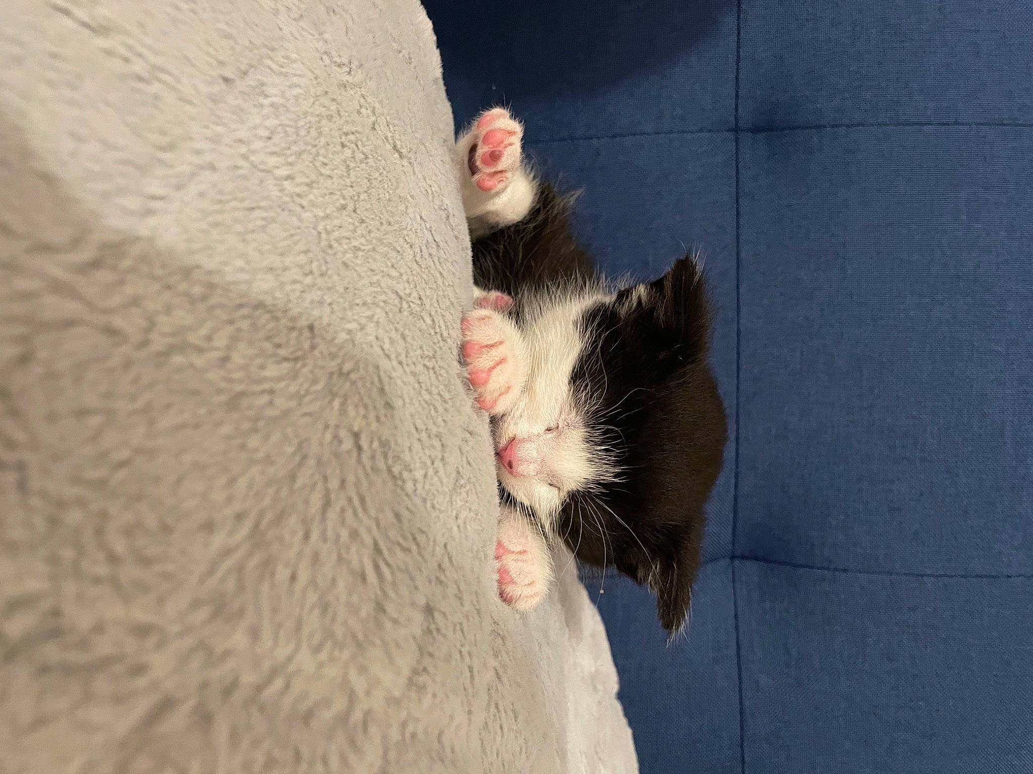 Vito a rejoint le concours — aidez-le/la à gagner de superbes lots ! carnivore, cat, claw, comfort, dog_breed, domestic_short_haired_cat, fawn, felidae, foot, fur, human_leg, paw, small_to_medium_sized_cats, snout, sporting_group, tail, terrestrial_animal, toe, whiskers, wildlife