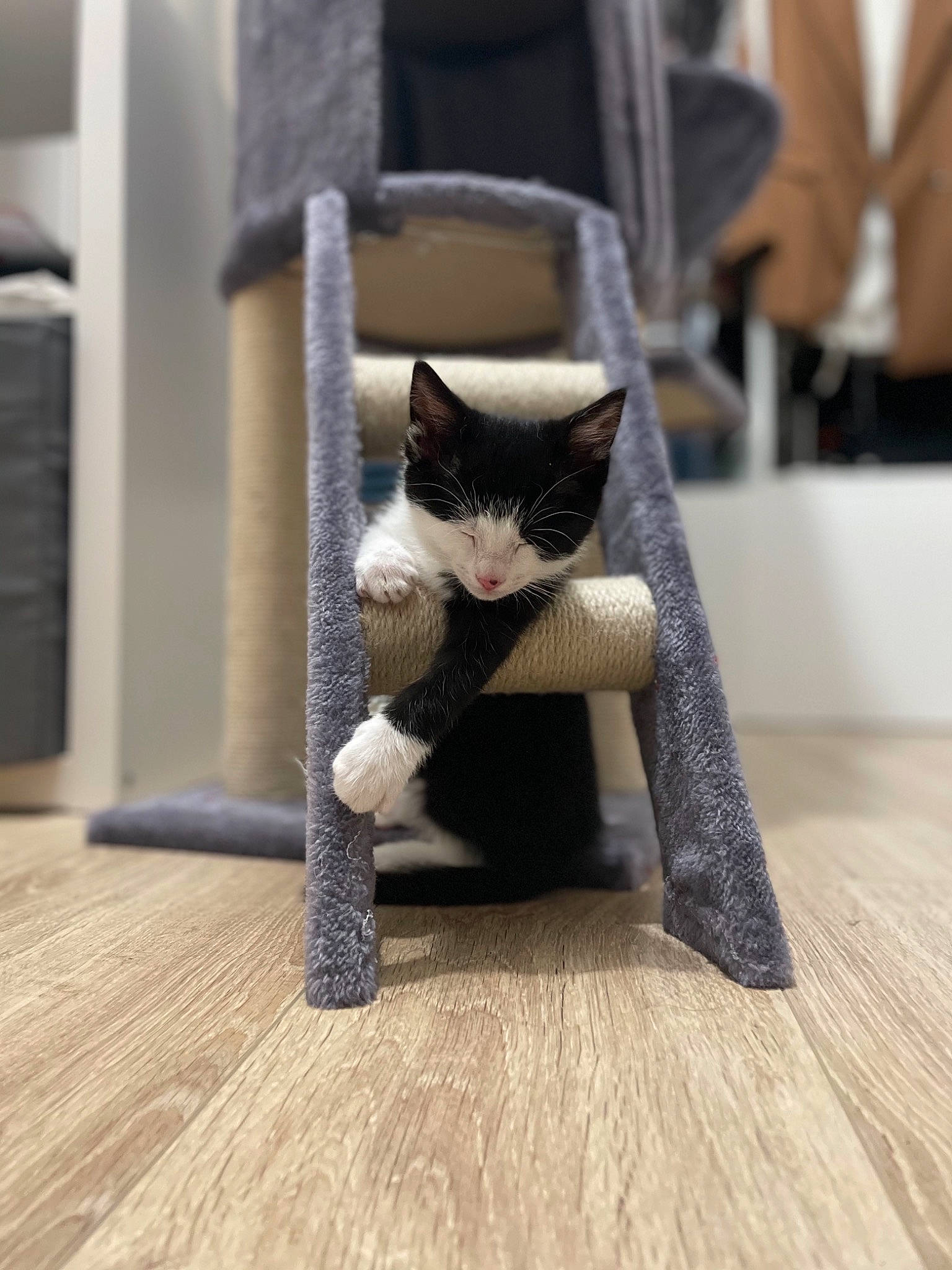 Vito a rejoint le concours — aidez-le/la à gagner de superbes lots ! art, black_cat, carnivore, cat, fawn, felidae, flooring, fur, grey, hardwood, laminate_flooring, small_to_medium_sized_cats, snout, tail, terrestrial_animal, toy, whiskers, wood, wood_flooring, wood_stain