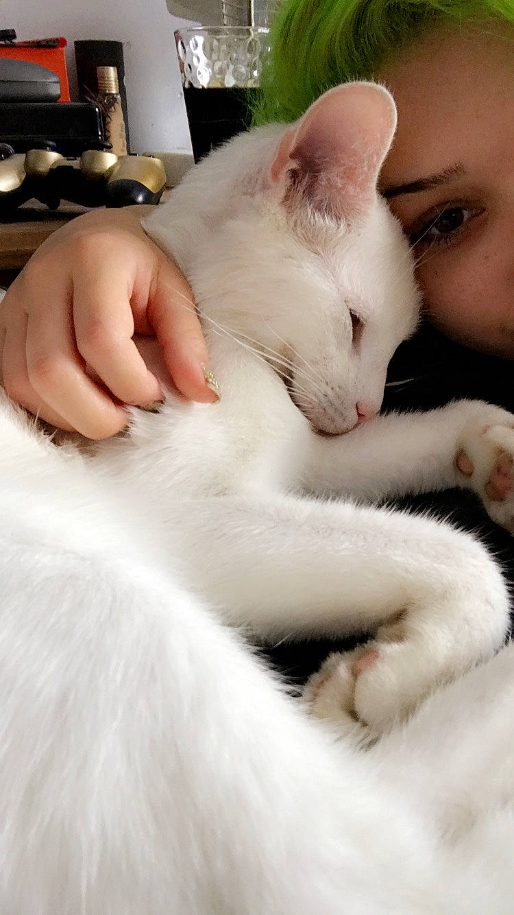 Kimi is registered to the contest to win money with this photo: carnivore, cat, claw, comfort, domestic_short_haired_cat, ear, eyelash, fawn, felidae, fur, gesture, nail, nap, nose, paw, small_to_medium_sized_cats, snout, tail, whiskers, white