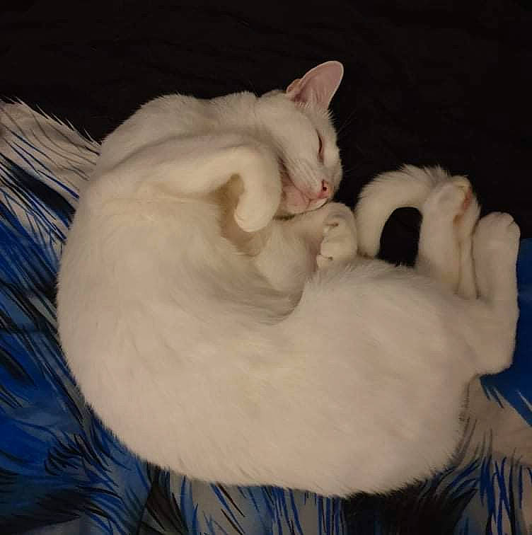 Kimi is registered to the contest to win money with this photo: canidae, carnivore, cat, claw, comfort, companion_dog, dog_breed, domestic_short_haired_cat, ear, fang, fawn, felidae, fur, nap, paw, sleep, small_to_medium_sized_cats, snout, tail, whiskers