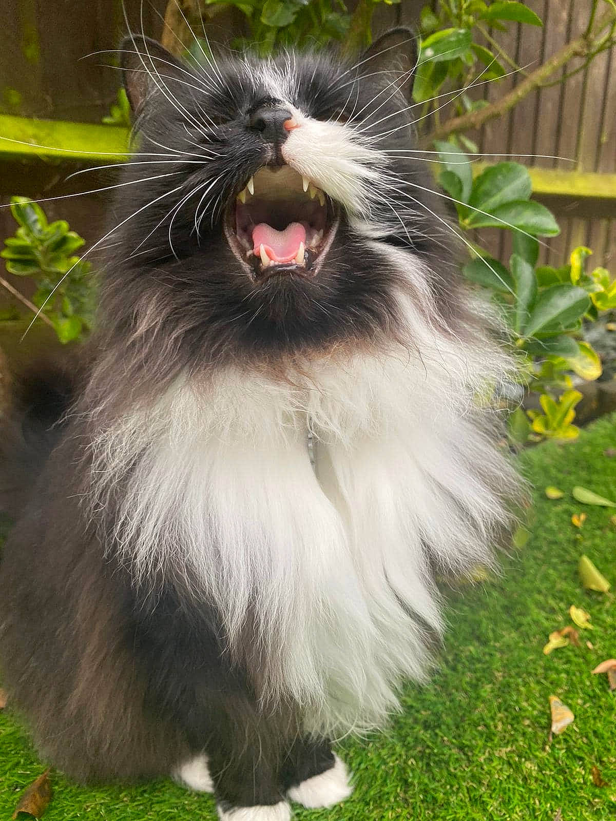 Bella joined the competition — help win amazing prizes! carnivore, cat, companion_dog, event, fang, felidae, fur, grass, natural_material, palm_tree, plant, small_to_medium_sized_cats, snout, tail, terrestrial_animal, whiskers, wildlife