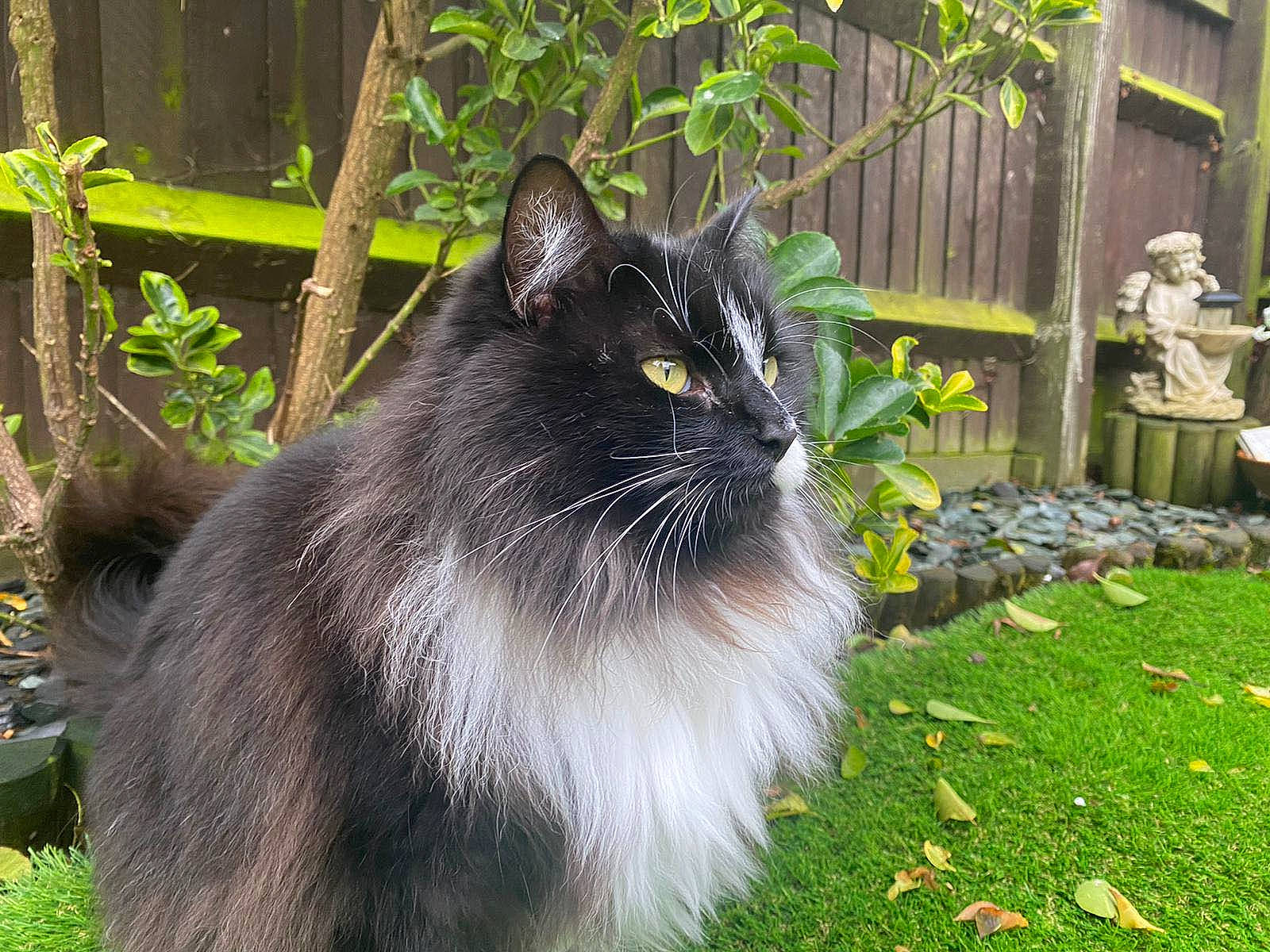 Bella joined the competition — help win amazing prizes! annual_plant, black_cat, carnivore, cat, domestic_short_haired_cat, felidae, flowerpot, fur, garden, grass, groundcover, houseplant, plant, shrub, small_to_medium_sized_cats, snout, tail, terrestrial_animal, whiskers, window