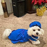 Pari is registered to the contest to win money with this photo: animal, blue_outfit, carpet, costume, curious, cute, decor, dog, furniture, gold_wrapping, hat, holiday_decoration, indoor, lying_down, pet, plant, poinsettia, small_dog, speaker, white_dog