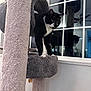 Oliver is registered to the contest to win money with this photo: cat, tuxedo_cat, cat_tree, indoor, window, reflection, carpeted, pet, animal, feline, curious, black_and_white, whiskers, paws, perched, ceiling_fan, home, furniture, soft_texture, looking_down