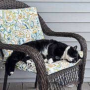 Oliver joined the competition — help win amazing prizes! cat, black_and_white_cat, sleeping_cat, wicker_chair, cushion, patterned_cushion, porch, wooden_floor, relaxation, pet, animal, feline, domestic_cat, resting, cozy, outdoor_furniture, quiet, peaceful, house_exterior, napping