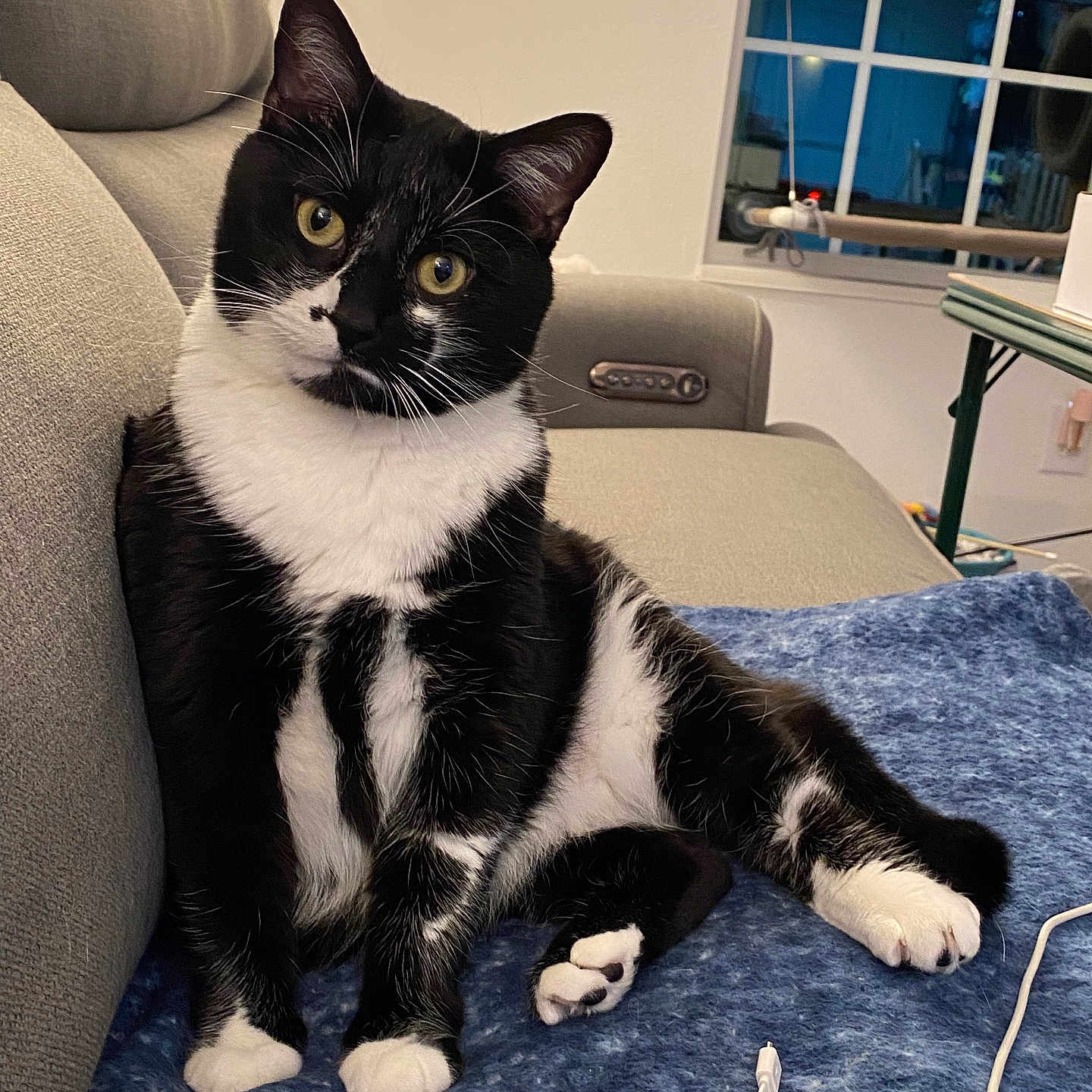 Oliver joined the competition — help win amazing prizes! black_and_white, blanket, cat, couch, cozy, curious, domestic_animal, feline, fur, head_tilt, household, indoor, living_room, paw, pet, relaxed, seated, tuxedo_cat, whiskers, window