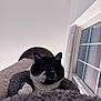 Oliver is registered to the contest to win money with this photo: cat, black_and_white, pet, feline, indoor, window, cat_tree, cozy, curious, whiskers, paw, soft_texture, domestic_animal, looking_down, house, animal, cute, resting, ears, close_up