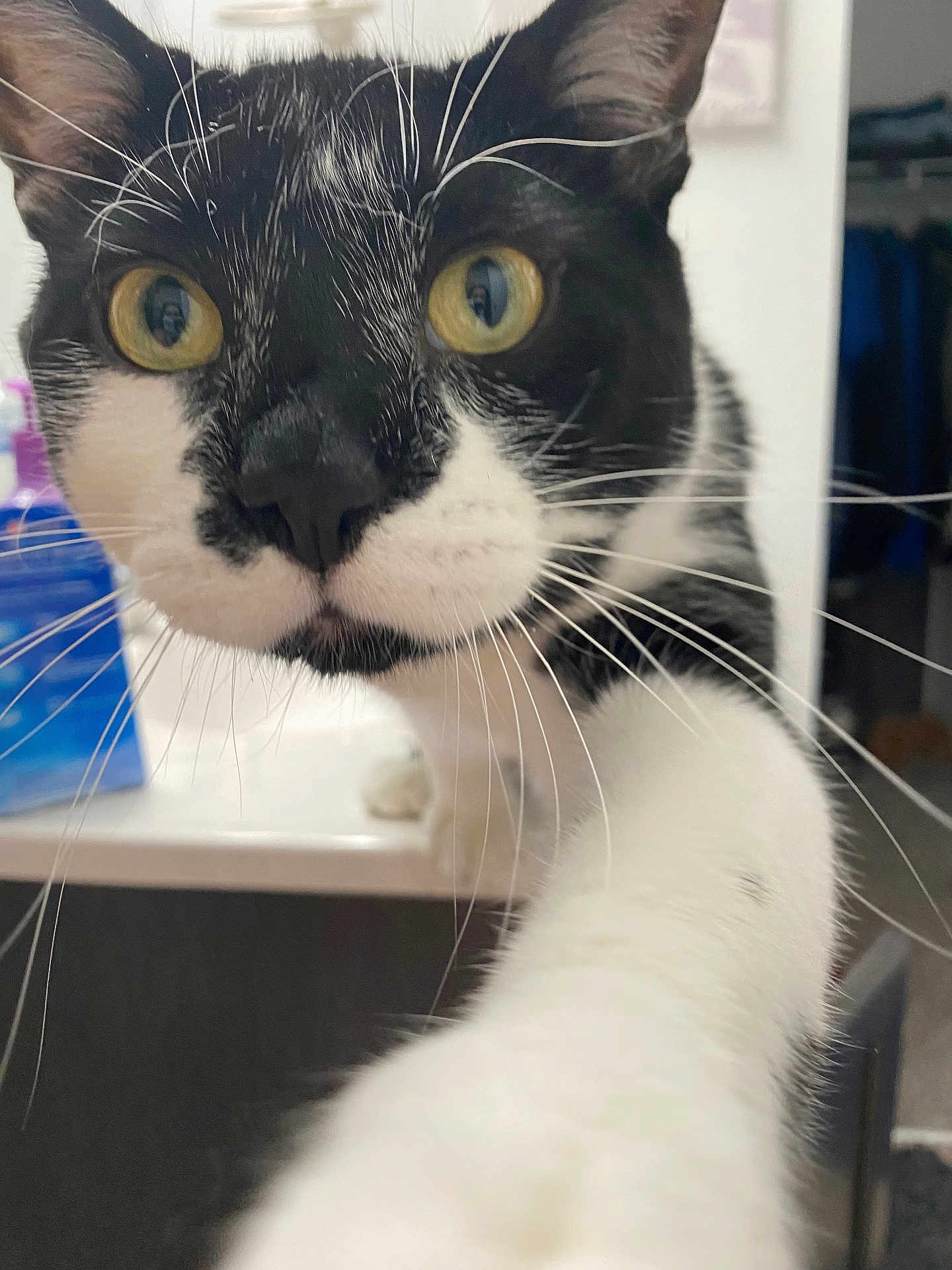 Milo joined the competition — help win amazing prizes! cat, black_and_white, close_up, paw, yellow_eyes, whiskers, curious, indoor, bathroom, selfie, pet, feline, fur, nose, face, animal, domestic, curiosity, home, playful