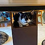 Milo is registered to the contest to win money with this photo: cat, black_and_white, indoor, wooden_furniture, carpet, curious, pet, animal, whiskers, wide_eyes, box, desk, chair, floor, home, cozy, furniture, domestic, mammal, curled_up