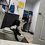 cat, toilet, bathroom, towel, wall_art, closet, clothing, floor_mat, door, sink, mirror, shelf, bottle, black_and_white_cat, pet, indoor, furniture, relaxing, animal, home