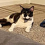 cat, black_and_white, bow_tie, indoor, carpet, floor, pet, feline, domestic_animal, relaxed, cute, animal, lying_down, collar, bell, striped_rug, home, door, wood_floor, accessory