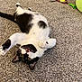 Milo is registered to the contest to win money with this photo: cat, black_and_white, carpet, playful, pet, indoor, feline, paw, stretching, mouth_open, toy, green_cushion, whiskers, fur, animal, relaxed, cute, domestic, lying_down, background_objects
