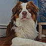 Saïko a rejoint le concours — aidez-le/la à gagner de superbes lots ! dog, australian_shepherd, brown_and_white_coat, pet, indoor, hardwood_floor, chair, upholstery, wall, fur, nose, eyes, paw, close_up, portrait, resting, calm, home_interior, furniture_leg, floorboard